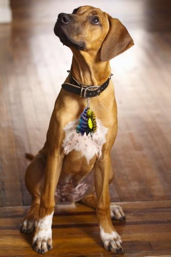 Puppylocks Vitamins and Minerals Feather Collar Charm, OSFA, Green/Blue