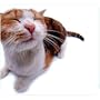 Pet Me Cat Mouse Pad
