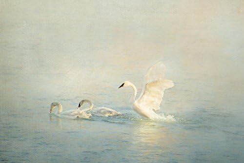 Trumpeter Swans, 12x18 inch Photograph of Trumpeter Swan with wings spread wide in misty winter light