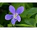 Photographic Prints of Early dog violet - single blossom growing on forest floor from Ardea Wildlife Pets