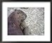 Capybara Mother Protects Her Young, Amazon, Peru Framed Art Poster Print by Jeff Randall, 22x18