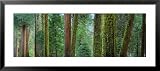 Cedars and Pines, Yosemite National Park, California, USA Photography Framed Art Poster Print by Panoramic Images, 43x19