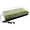 Start Plants from Seeds
