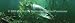 Window Graphic - 16x54 Lurking Musky