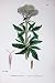 Common Hemp Agrimony Botany Plants C1902 Flowers