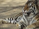 IMAGE OF Tiger, Qinhuangdao Zoo, Hebei Province, China Photographic Poster Print by Raymond Gehman, 42x56