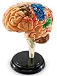 Brain Anatomy Model