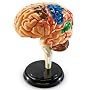 Learning Resources Anatomy Model Brain