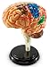 Brain Anatomy Model