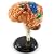 Learning Resources Anatomy Model Brain