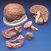 Budget Brain With Arteries Model