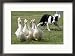 Shep, a Two-Year Old Border Collie, Herds Ducks Art Styles Framed Photographic Poster Print, 21x17