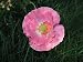 44,000 Shirley Poppy Flower Seeds with Free Shipping