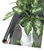 1 mil 25\' Mylar