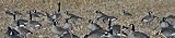 GHG FFD Elite Goose Decoys with Real Motion System