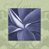 \"Agave