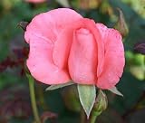 Edelrose Basilika - (3-Liter Topf)