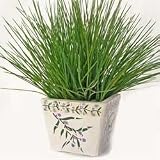Forever Silk 17-SP5329 Herb Garden Planter