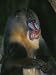 A Captive Adult Male Mandrill, Mandrillus Sphinx, from Africa Photographic Poster Pri...