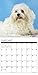 2016 Just Maltese Wall Calendar