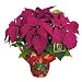 Red Poinsettia - Christmas Plant - 6.5