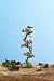 Frog Rain Gauge