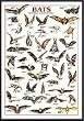 Art Poster Metal Framed Print - Bats International Edition - Artist: Hobby Posters- Poster Size: 38 X 26