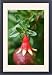 Framed Prints of WAT-12531 Tree Dwarf Pomegranate flower from Ardea Wildlife Pets