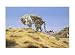 Arabian Leopard (LE) by Spencer Hodge. Size 28.00 inches width by 17.88 inches height. High Quality Art Poster Print