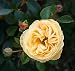 Edelrose 