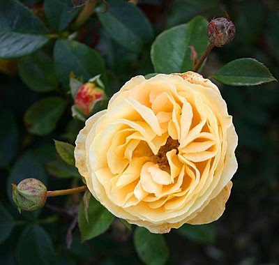 Edelrose 
