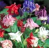 Amazon / Hirts: Perennials; Sun: Biedermeier Columbine Perennial-4 Plants-Aquilegia