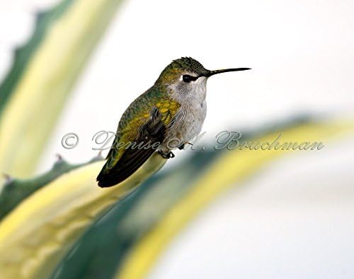 Calliope Hummingbird on Agave Fine Art Photograph