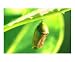 Monarch Chrysalis Book Illustration Photographic Poster Print by Linda Waltenberger, 10x8