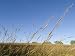 Big Bluestem Grass at Nine Mile Prairie Collections Photographic Poster Print by Joel Sartore, 18x24