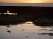 American Avocet, with Baby at Sunrise, Northern California, USA Photographic Poster P...