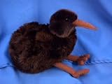 bird:Plush Kiwi Bird 12