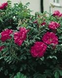 Strauchrose ‘Hansa’
