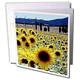 Flowers - Sunflowers - Greeting Cards-12 Greeting Cards with envelopes