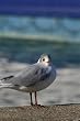 Photographic Print, SEAGULL AT THE HAVEN, 8"x6" Approx Dimensions