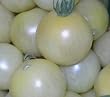 Wei�e, s��e, sehr saftige Cherry-Tomate - Schneewittchen - Snow white - 10 Samen