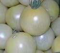 Wei&szlig;e, s&uuml;&szlig;e, sehr saftige Cherry-Tomate - Schneewittchen - Snow white - 10 Samen