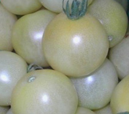 Weiße, süße, sehr saftige Cherry-Tomate - Schneewittchen - Snow white - 10 Samen
