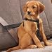 Car Safety Harness Economy Size: Large