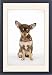 Framed Prints of JD-22350 DOG. Chihuahua puppy wearing studded collar from Ardea Wildlife Pets