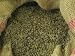 Colombian Premium Supremo Green Coffee Bean 5 Lb.