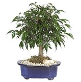 Live 8 Oriental Ficus Bonsai w/ Blue Base