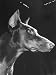 Close Up Profile of Doberman Pinscher at Westminster Dog Show Photographic Poster Print by William C. Shrout, 12x16