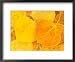 Aspen Leaves, Gunnison National Forest, Colorado, USA Framed Art Poster Print by Rob Tilley, 22x18