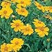 Coreopsis - Lance Leaved - 1/4 LB